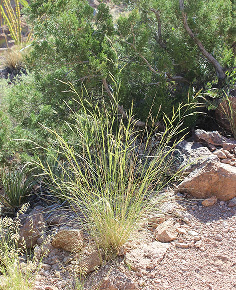  Pappostipa speciosa (Trinius & Ruprecht) Romaschenko 